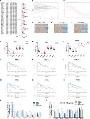 Identification of hub genes within the CCL18 signaling pathway in hepatocellular carcinoma through bioinformatics analysis